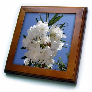 8x8 Framed Tile - Nerium Oleander White Photography - Tropical Oleander