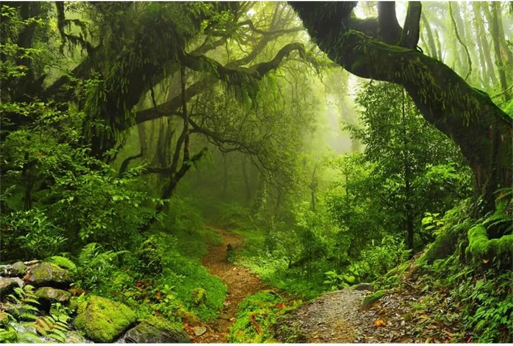 Leowefowa 10x8ft Vinyl Green Enchanted Forest Backdrop Jungle Woods Jungle Woods Dirt Road Scenery Background Camping Hiking Adventure Theme Baby Shower Birthday Party Decor Photo Props