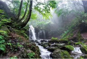 Leyiyi 10x6.5ft Jungle Waterfall Backdrop Tropical Rainforest Natural Scenery Background for Photography Misty Old Forest Rock Flowing Stream Spring Scenery Travel Theme Photo Shoot Photo Studio Props