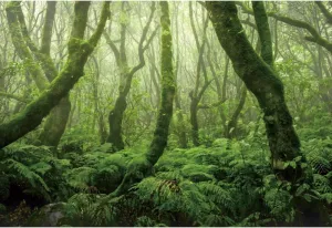 Leyiyi 10x8ft Tropical Rinforest Backdrop for Photography Mysterious Jungle Forest Natural Scenery Photo Background Travel Outdoor Camping Theme Party Background Hiking Tourism Photo Studio Props